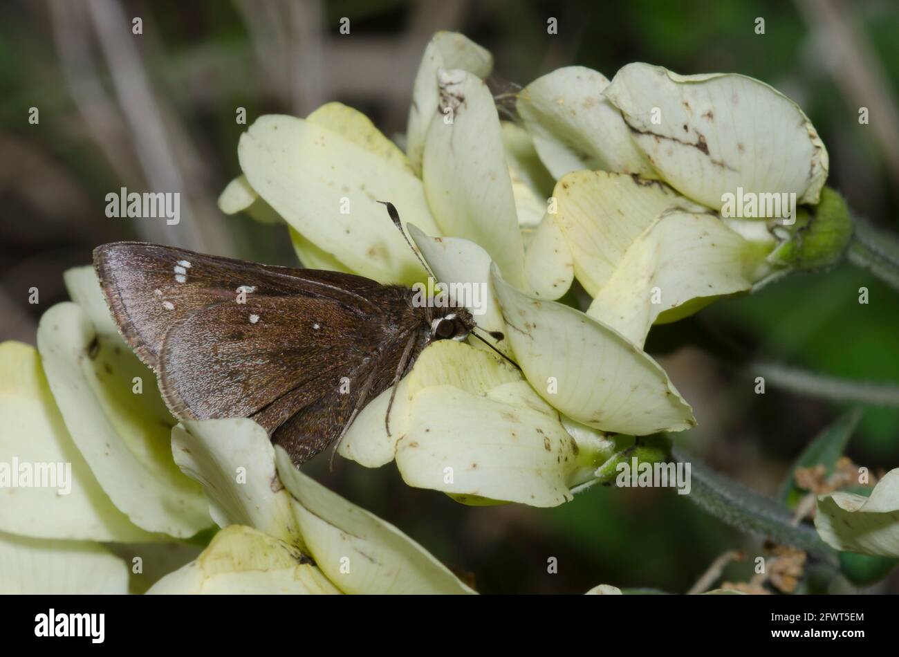 Spolverato Skipper, Atrytonopsis hianna, nectaring da Indigo Selvaggio Crema, Baptizia bratteata Foto Stock