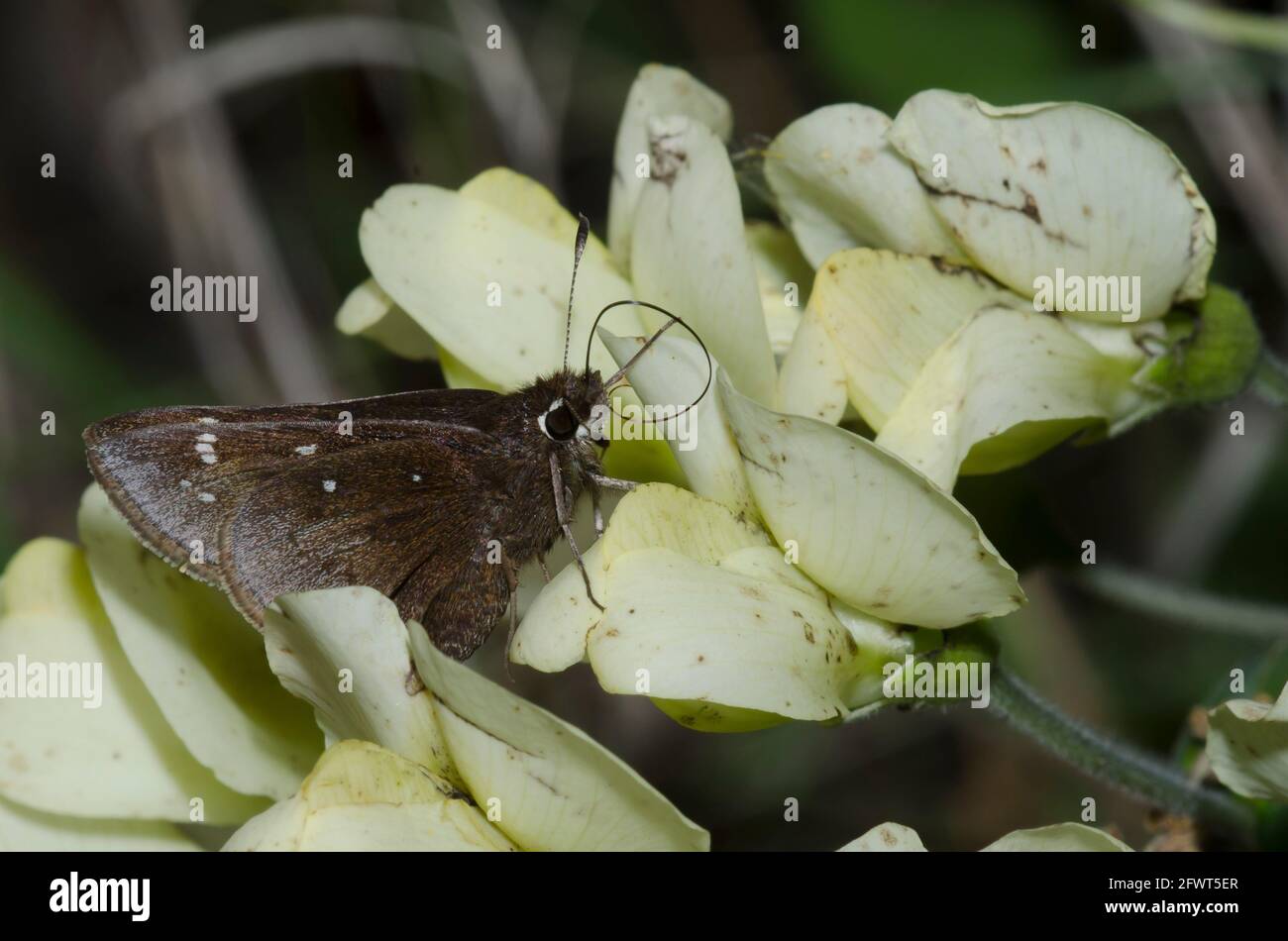 Spolverato Skipper, Atrytonopsis hianna, nectaring da Indigo Selvaggio Crema, Baptizia bratteata Foto Stock