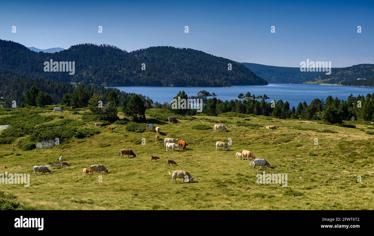 Lago artificiale Bouillouses visto dal versante nord (Pyrenees-Orientales, Francia) ESP: Lago embalse de las Bullosas viso desde la ladera norte Foto Stock