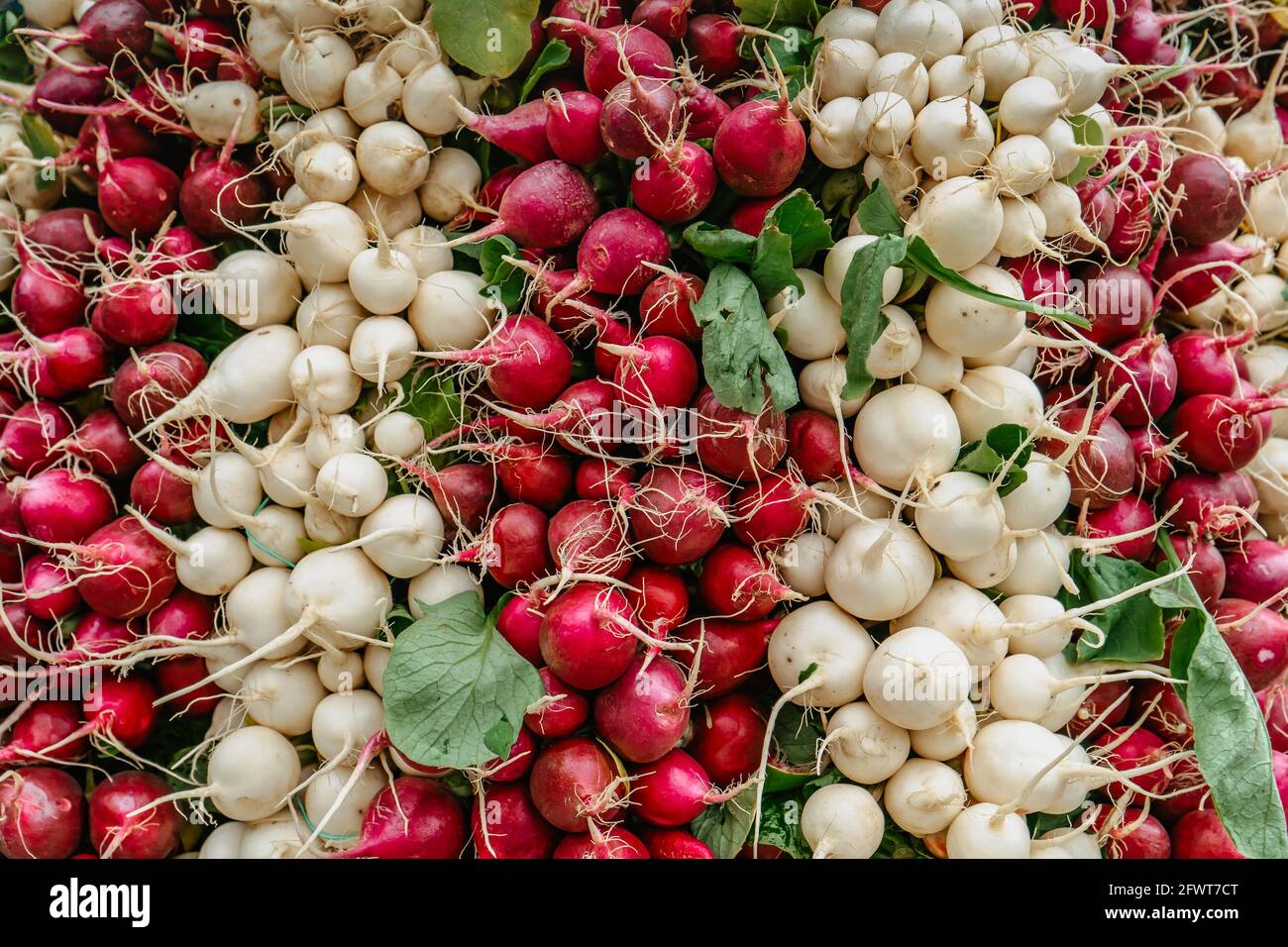 Dettaglio di ravanello fresco bianco e rosso in Farmers market.Erdible radice vegetale. Alimentazione sana. Gruppo di ravanelli croccanti maturi.Fonte di vitamina B6 Foto Stock