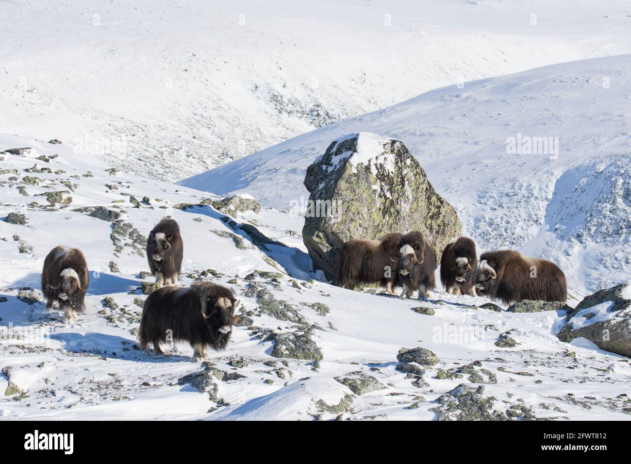 Muskoxen (Ovibos moschatus) mandria muskox che invecchia sulla tundra innevata in inverno, Dovrefjell–Sunndalsfjella National Park, Norvegia Foto Stock