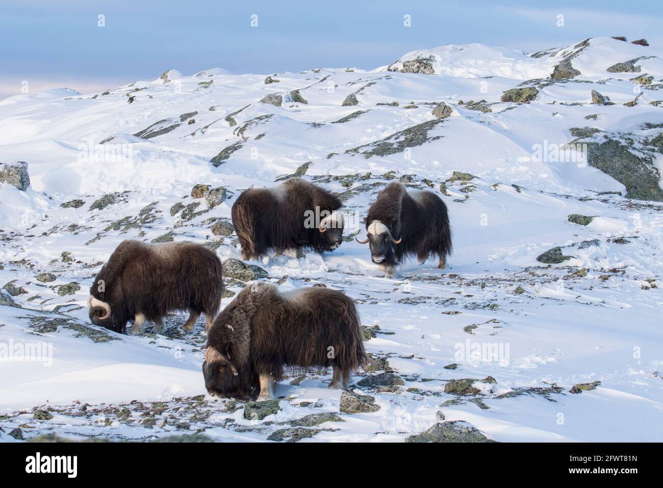 Muskoxen (Ovibos moschatus) mandria muskox mangiare licheni sulla neve tundra coperto in inverno, Dovrefjell–Sunndalsfjella National Park, Norvegia Foto Stock