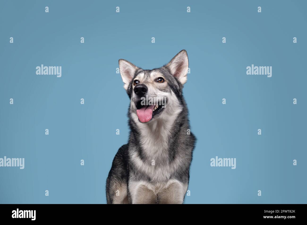 Il bel cane lupo di Saarlos Foto Stock