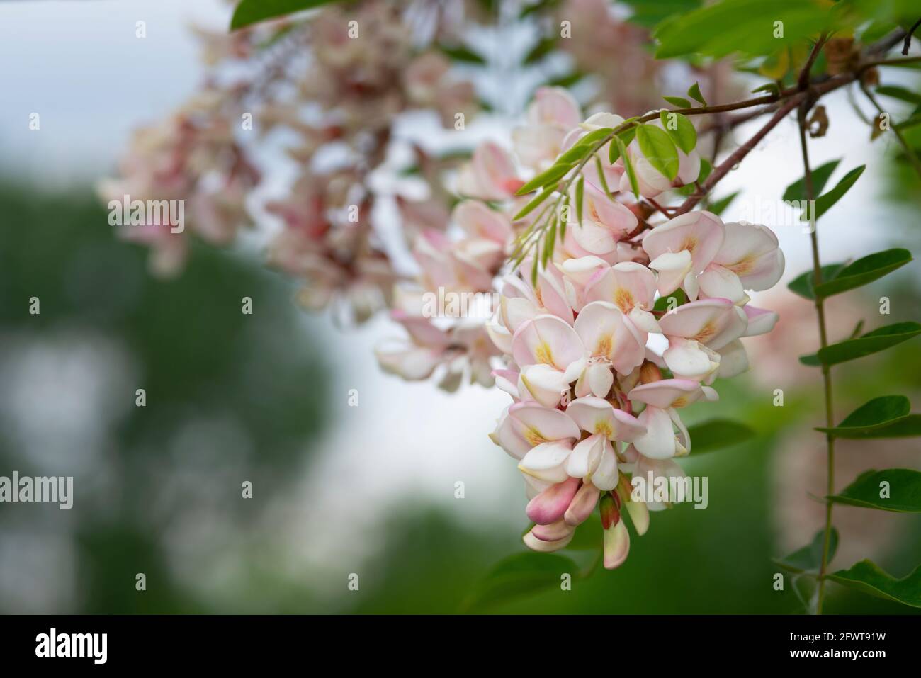 Italia, Lombardia, campagna nei pressi di Crema, Fiori Rosa d'Acacia, Fiori di Robinia hispida Foto Stock