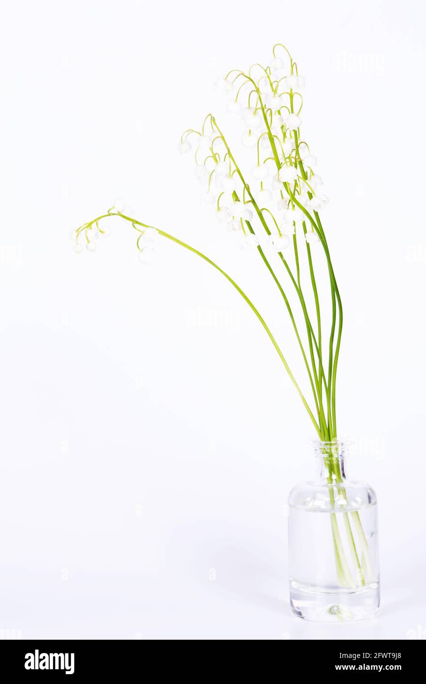 Bouquet di ninfee fresche della valle in un vaso di vetro su sfondo bianco Foto Stock