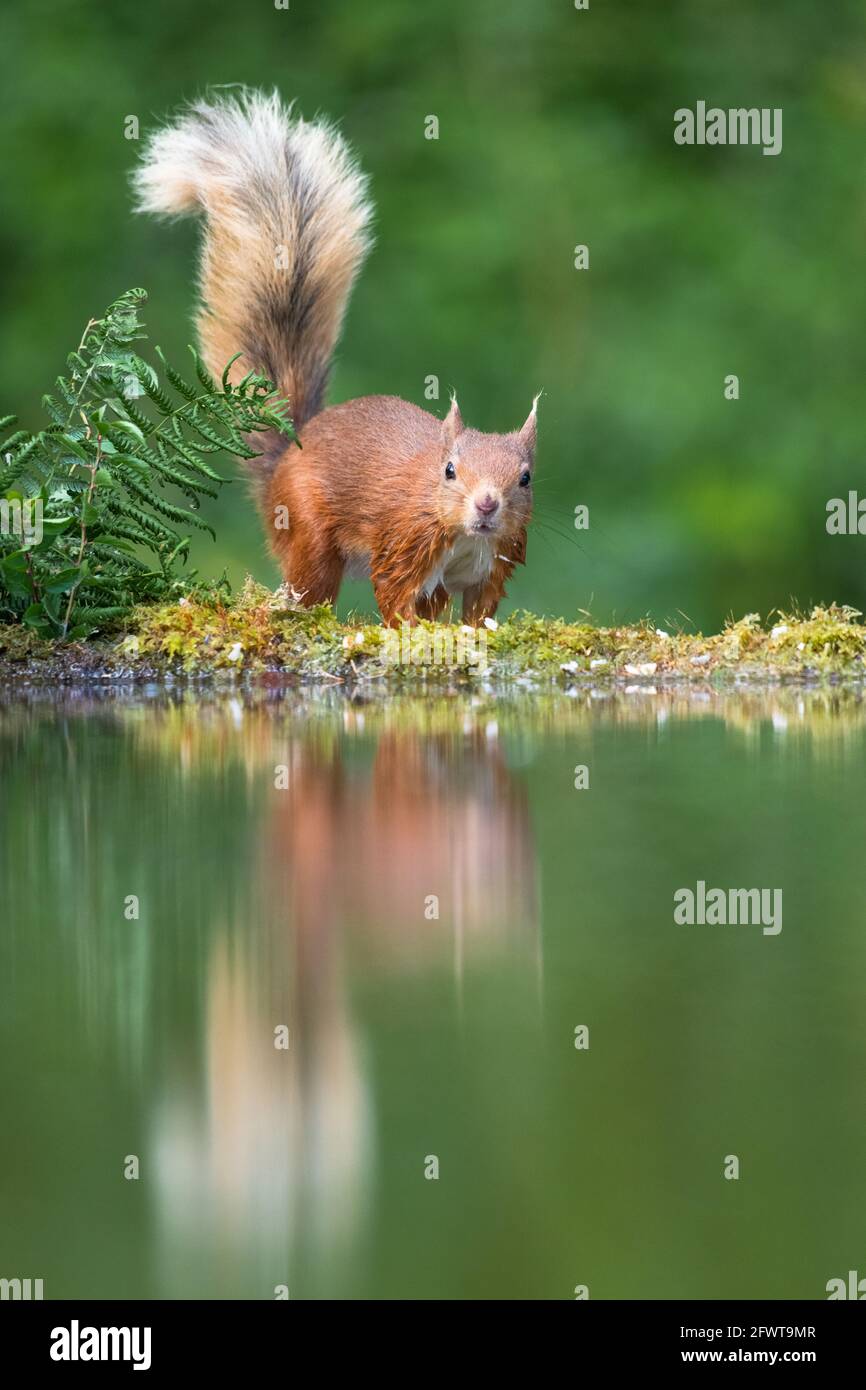 Ritratto di scoiattolo rosso in bosco. Foto Stock