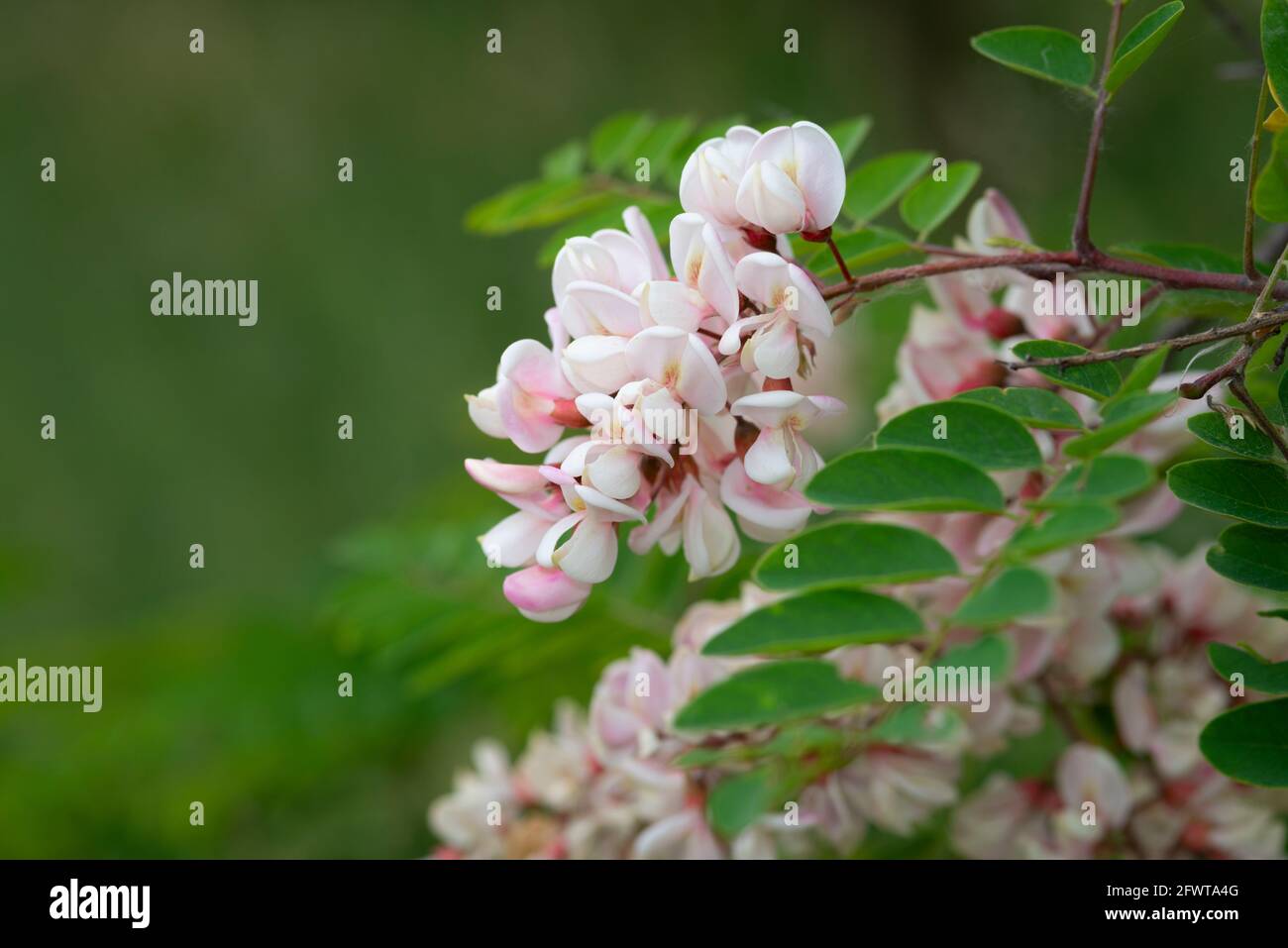 Italia, Lombardia, campagna nei pressi di Crema, Fiori Rosa d'Acacia, Fiori di Robinia hispida Foto Stock