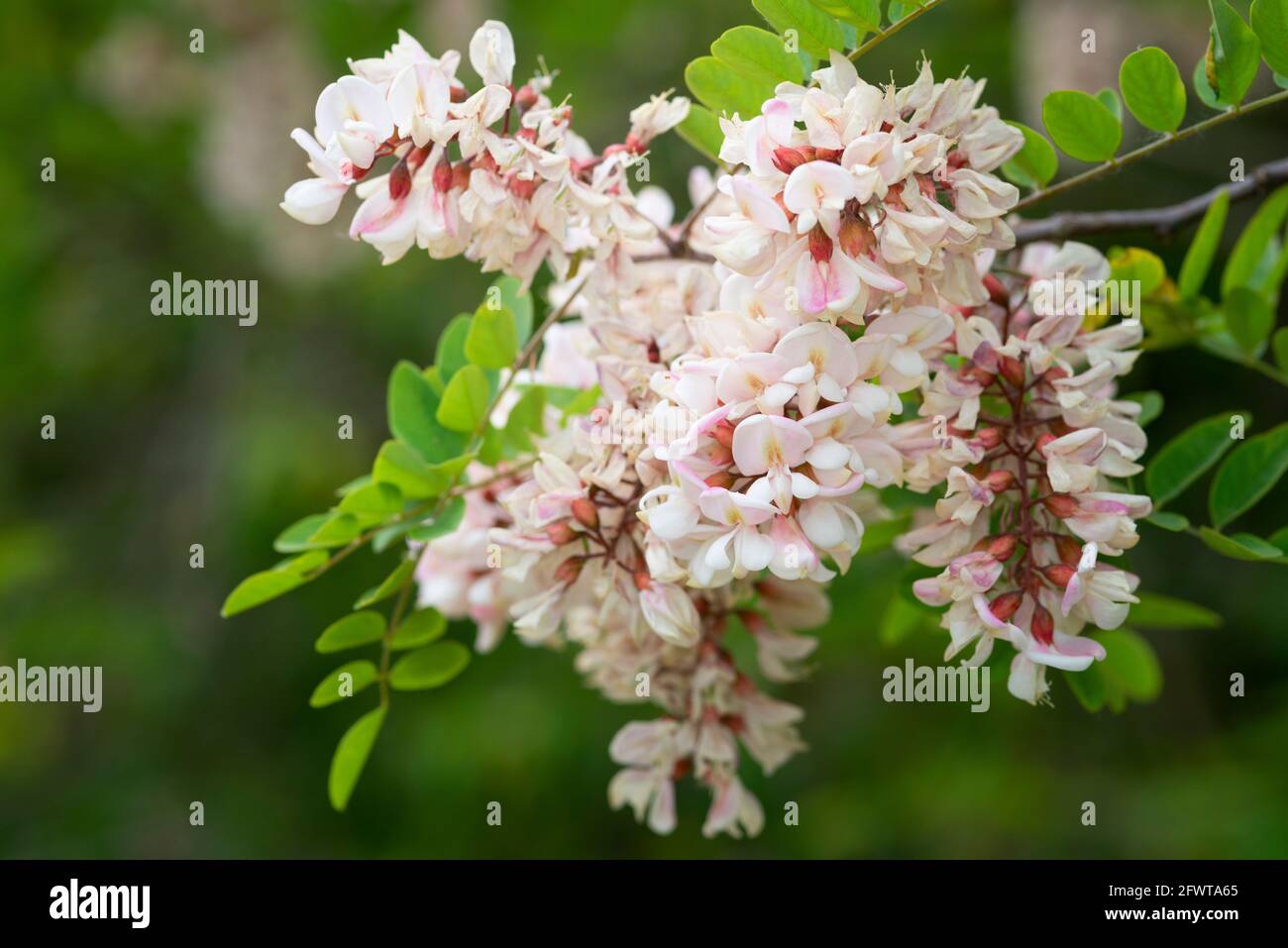 Italia, Lombardia, campagna nei pressi di Crema, Fiori Rosa d'Acacia, Fiori di Robinia hispida Foto Stock