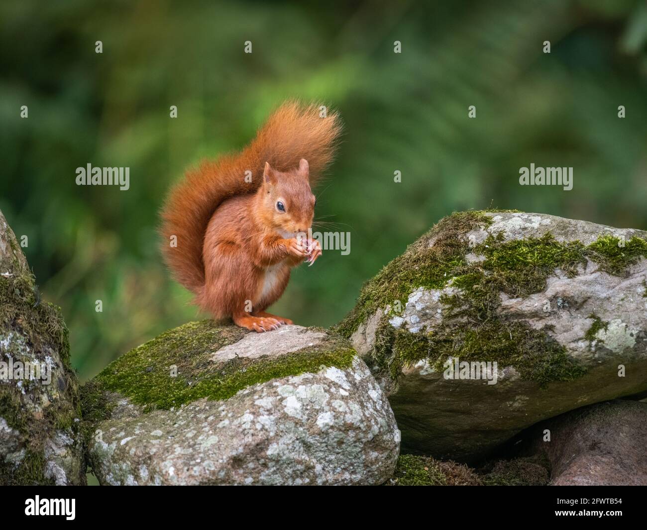 Ritratto di scoiattolo rosso in bosco. Foto Stock