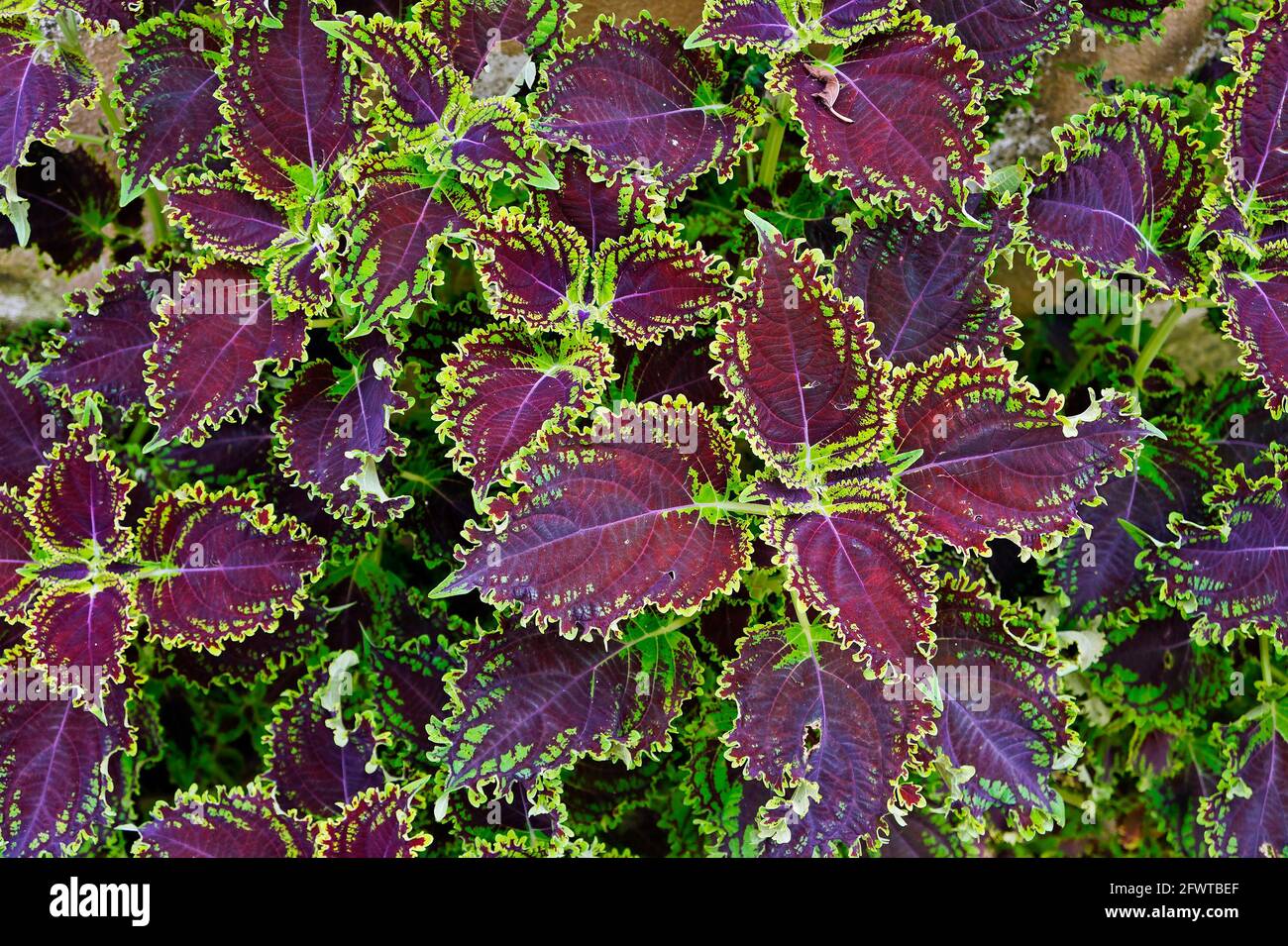 Ortica dipinta o ortica di fiamma (Coleus blumei) Foto Stock