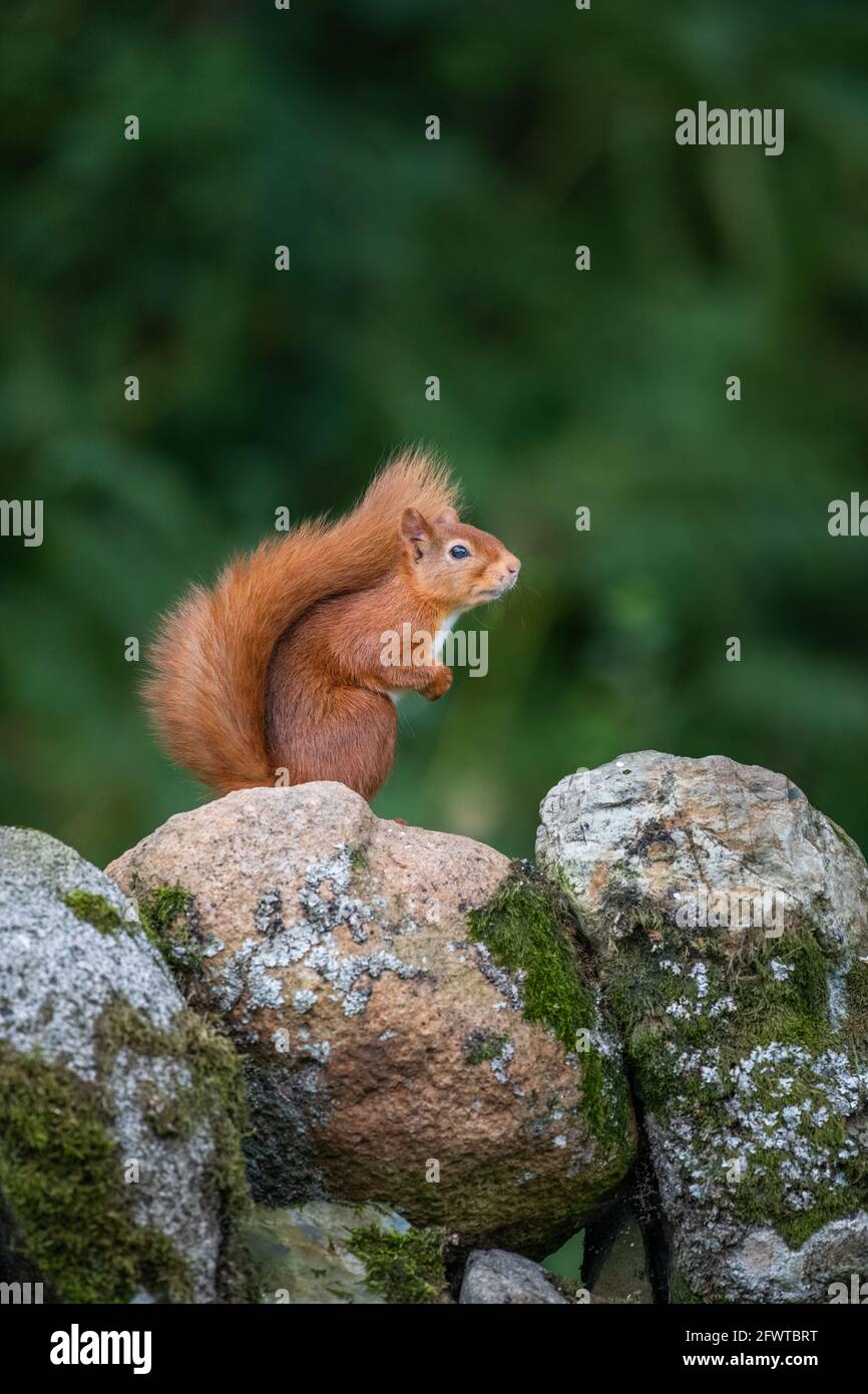 Ritratto di scoiattolo rosso in bosco. Foto Stock