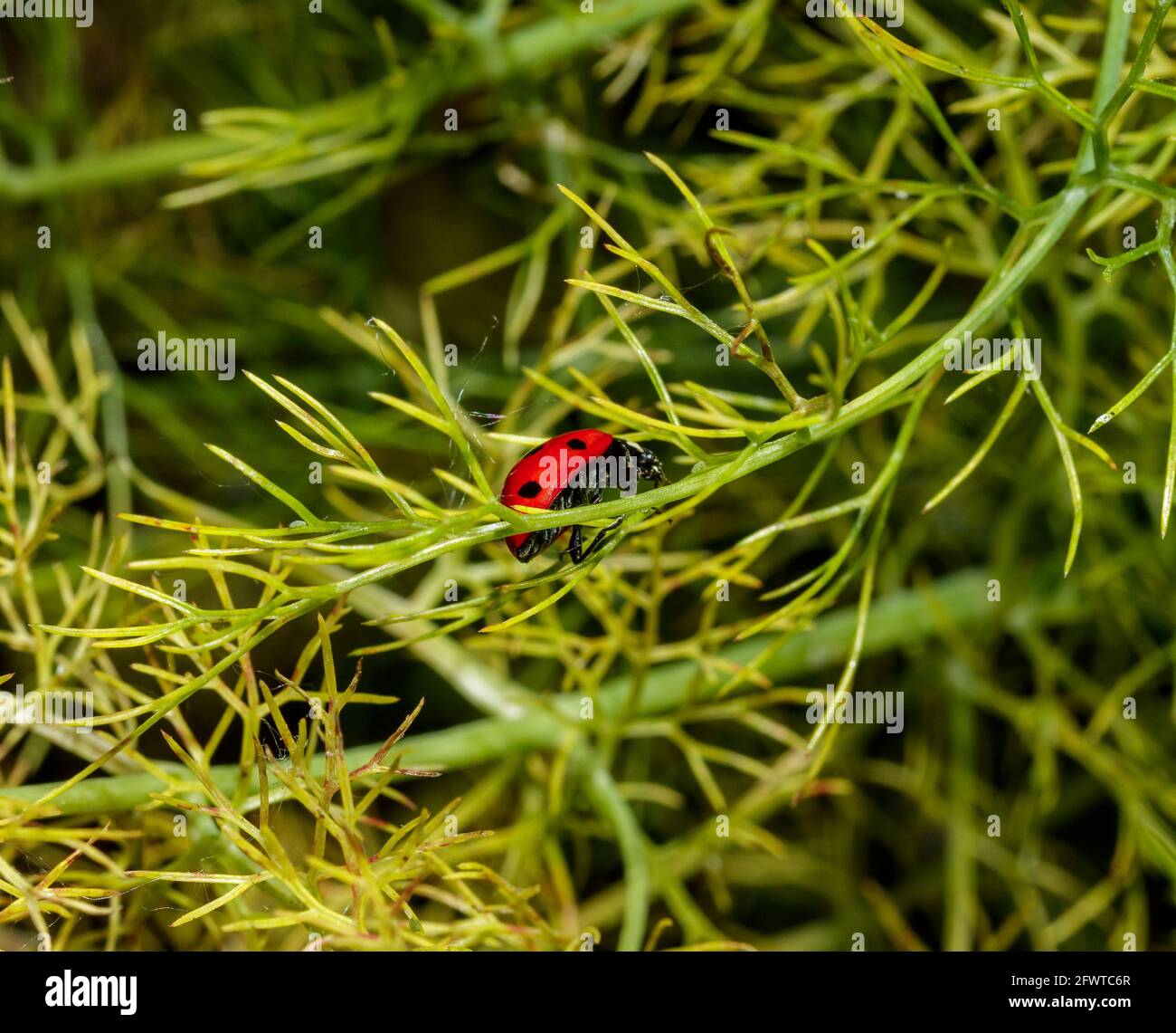 Un ladybug a piedi Foto Stock