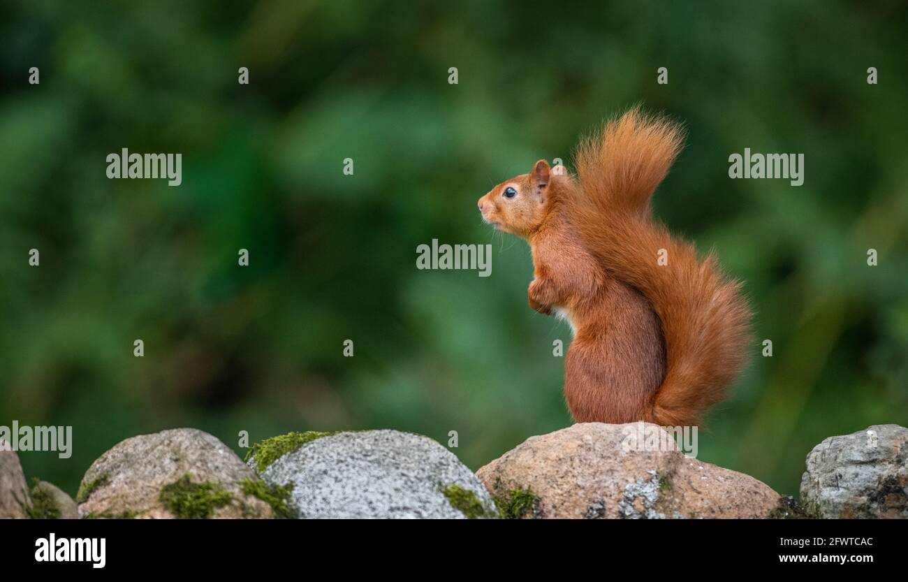 Ritratto di scoiattolo rosso in bosco. Foto Stock