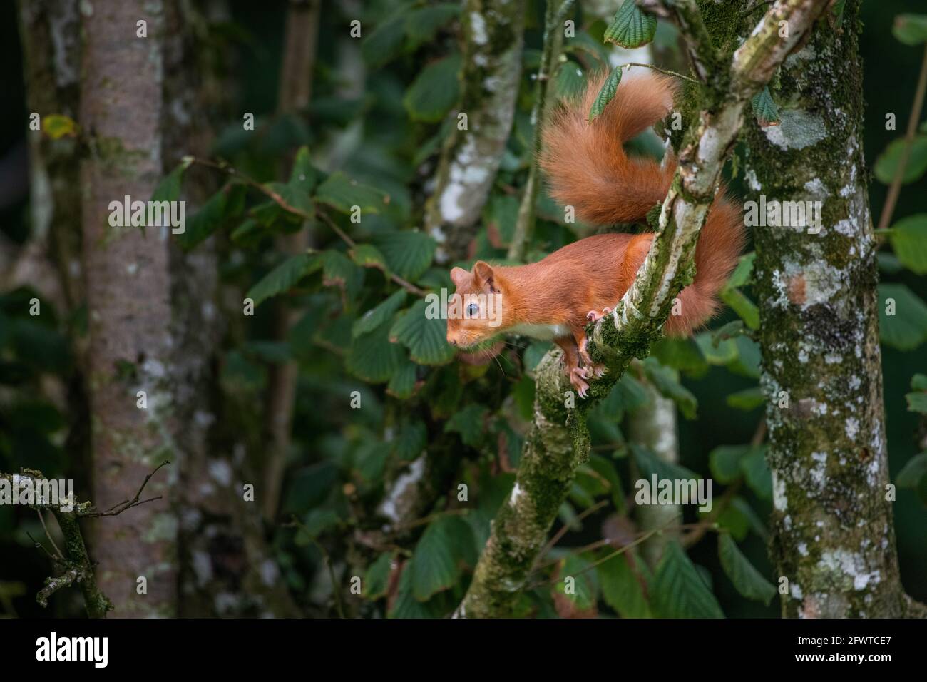 Ritratto di scoiattolo rosso in bosco. Foto Stock