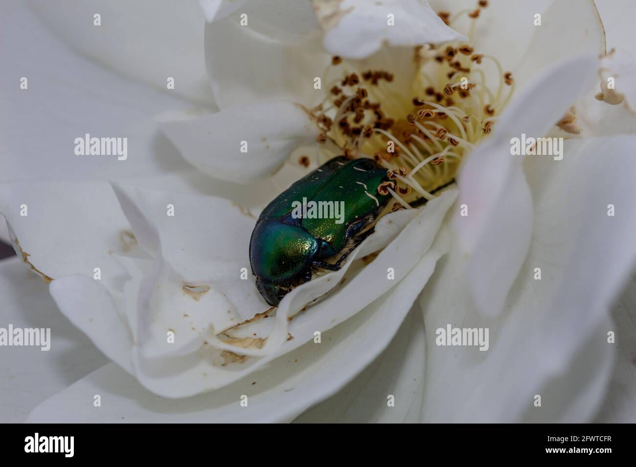 Macro di un coleottero Foto Stock