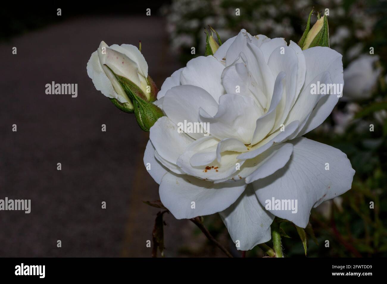 Vista ravvicinata delle rose bianche Foto Stock