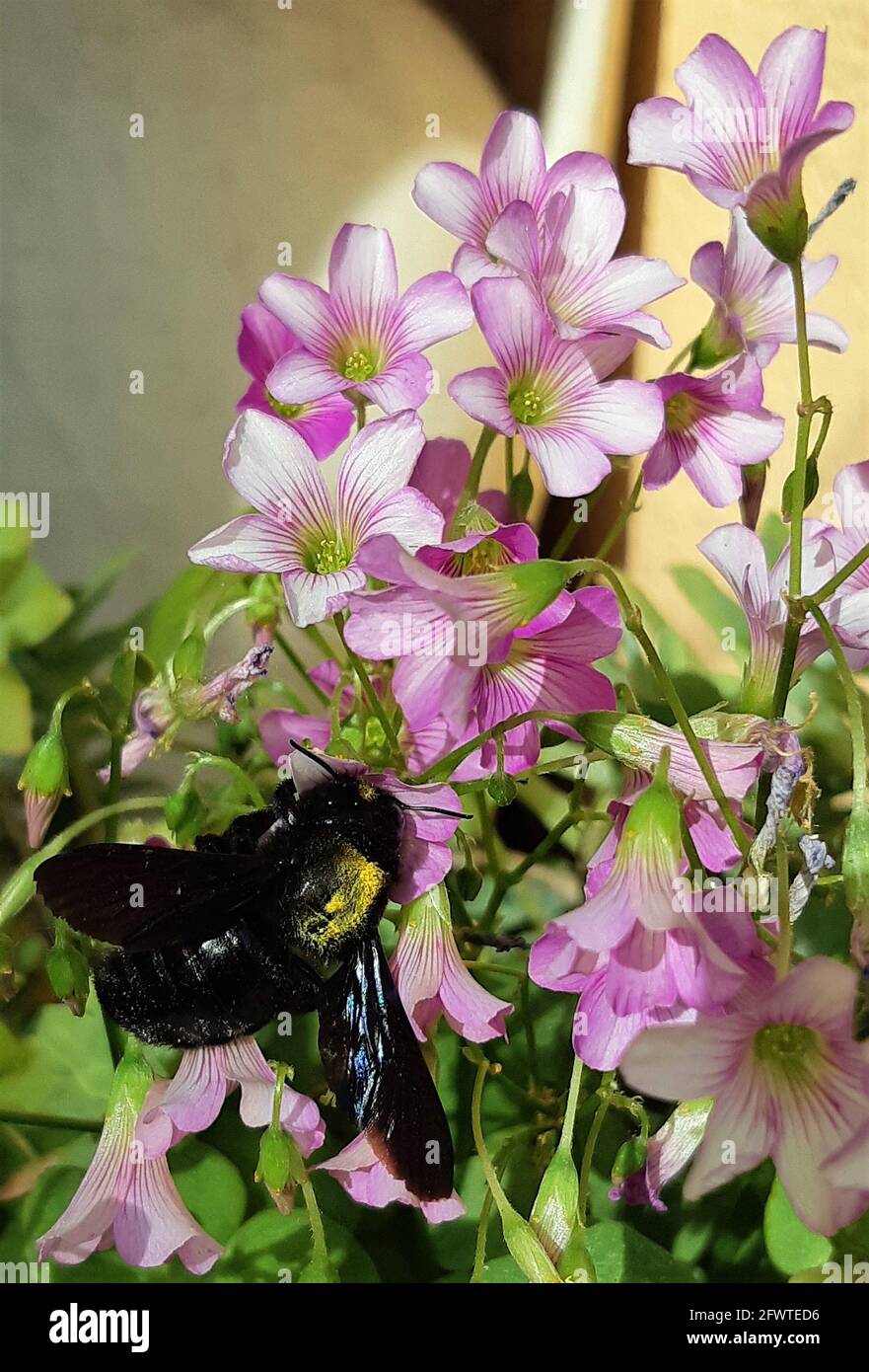 Carpentiere ape sopra i fiori che vengono impollinati Foto Stock