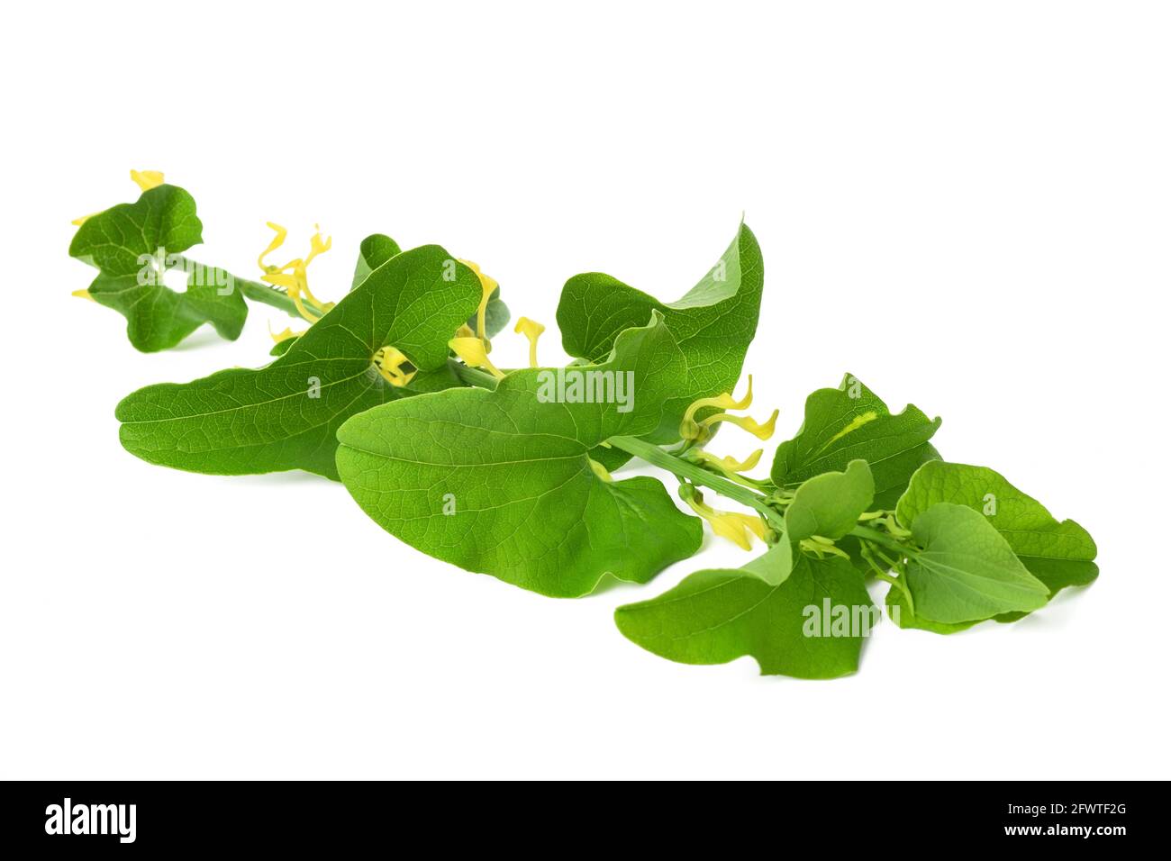 Foglia europea di birthwort con fiori isolati su bianco Foto Stock