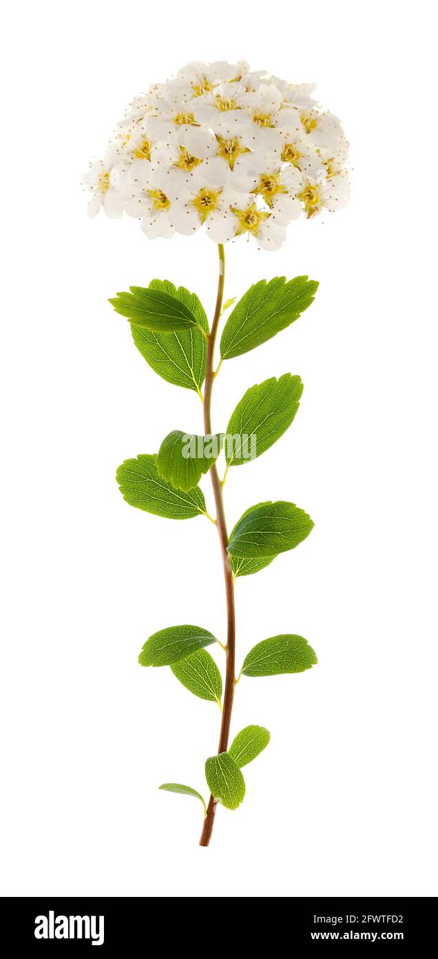 Fiori di spirea isolati su sfondo bianco Foto Stock