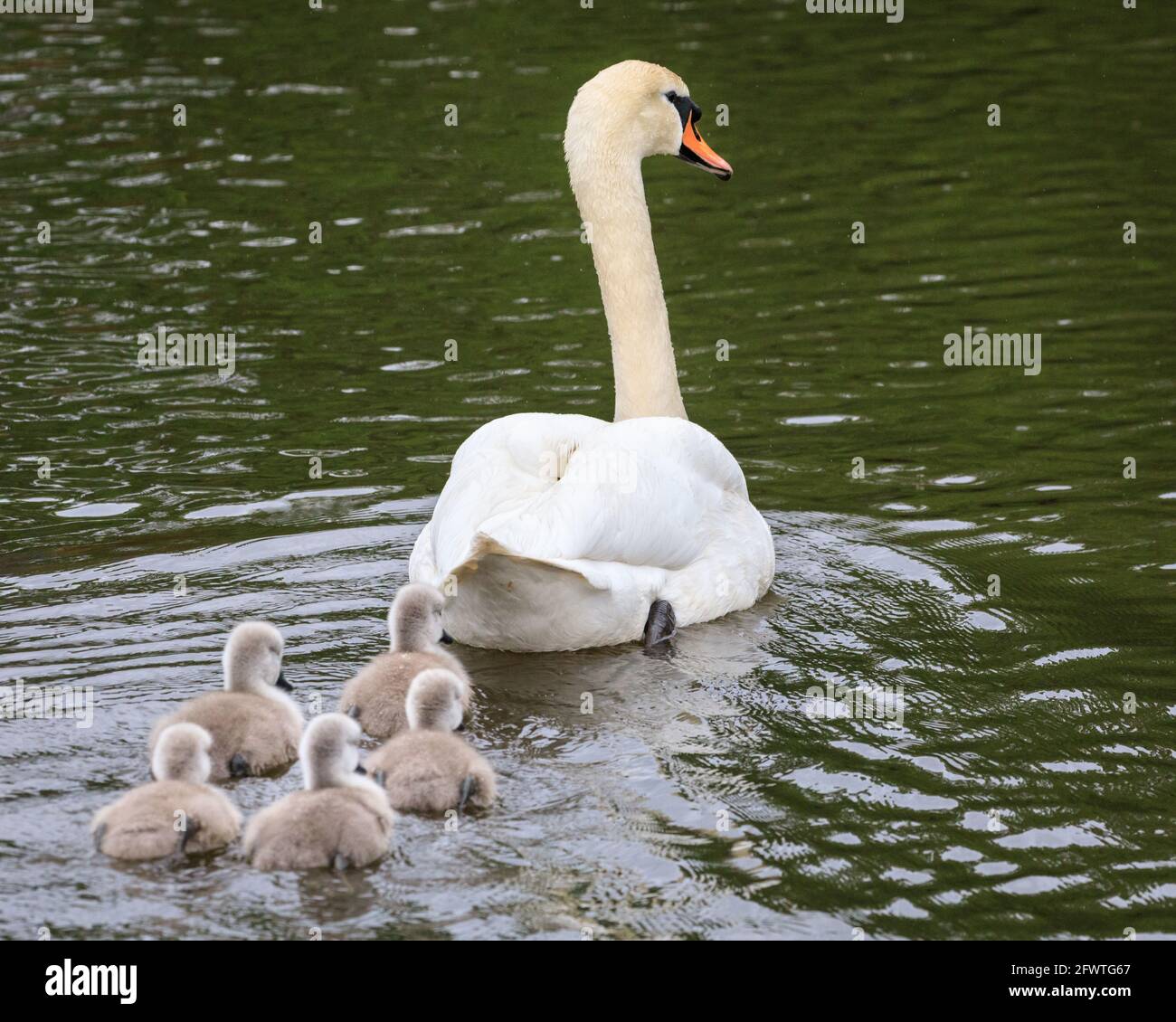 Lago di Haltern, NRW, Germania. 24 maggio 2021. Tutti i cigneti seguono la loro mamma. Una famiglia di cigni muti con cinque cigneti pelosi di una settimana si avventurano sul lago di Haltern nonostante il tempo piovoso delle vacanze bancarie tedesche. Credit: Imageplotter/Alamy Live News Foto Stock