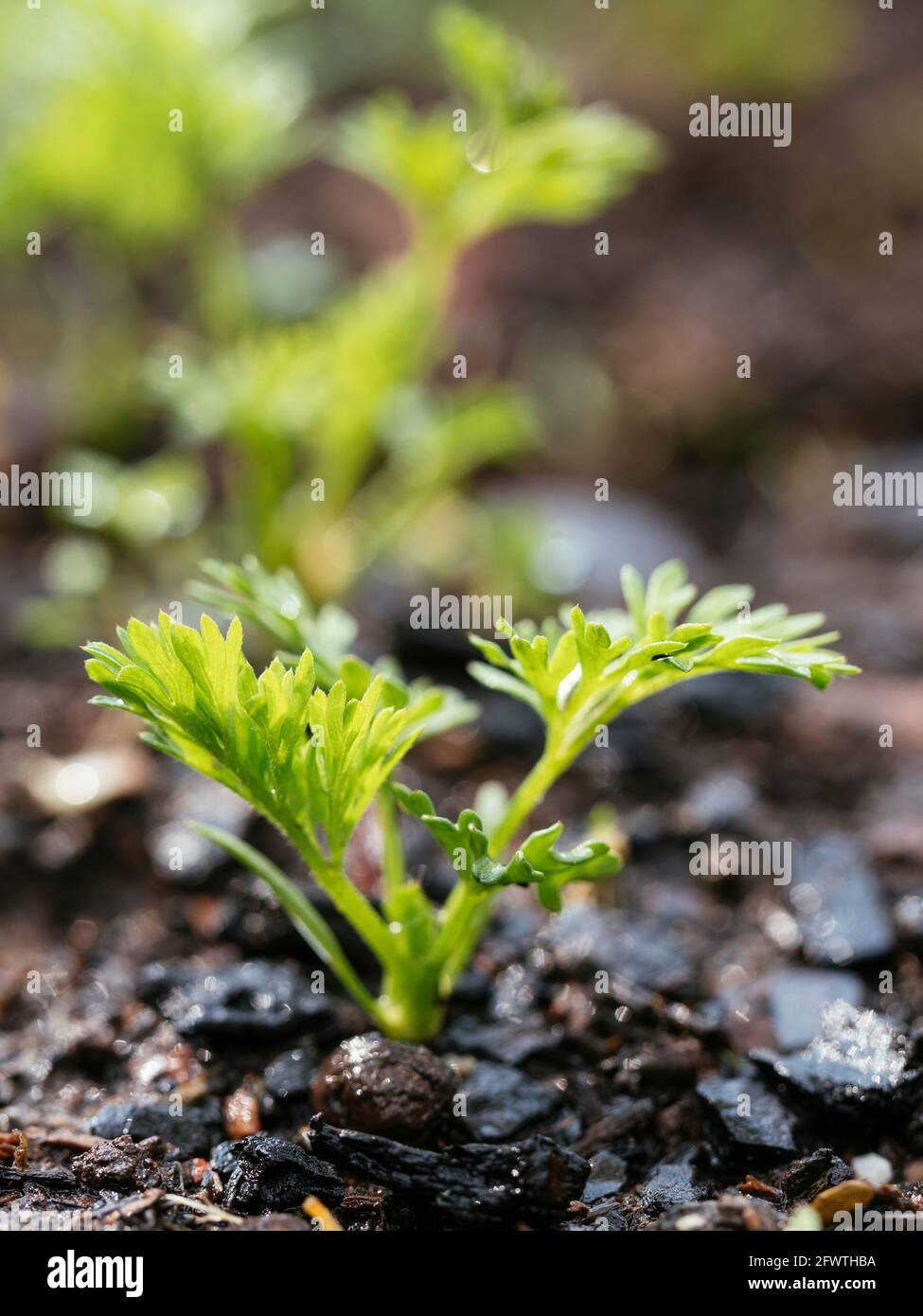 Giovani carote che crescono in un orto. Foto Stock