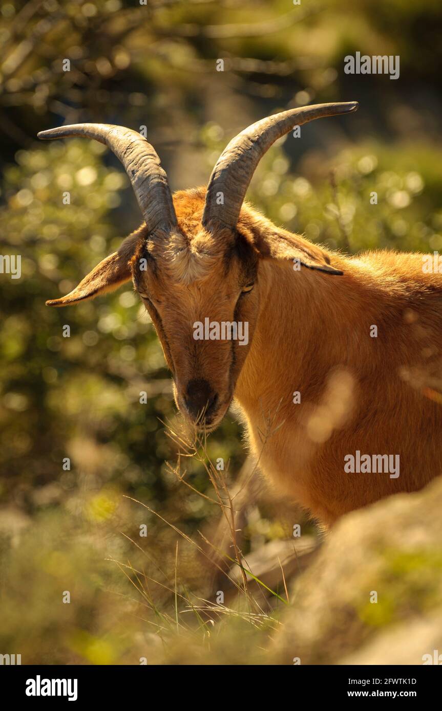 Capre domestiche (Capra aegagrus hircus) nel Santuario di Bellmunt (Osona, Barcellona, Catalogna, Pirenei, Spagna) ESP: Cabras domésticas en Bellmunt Foto Stock