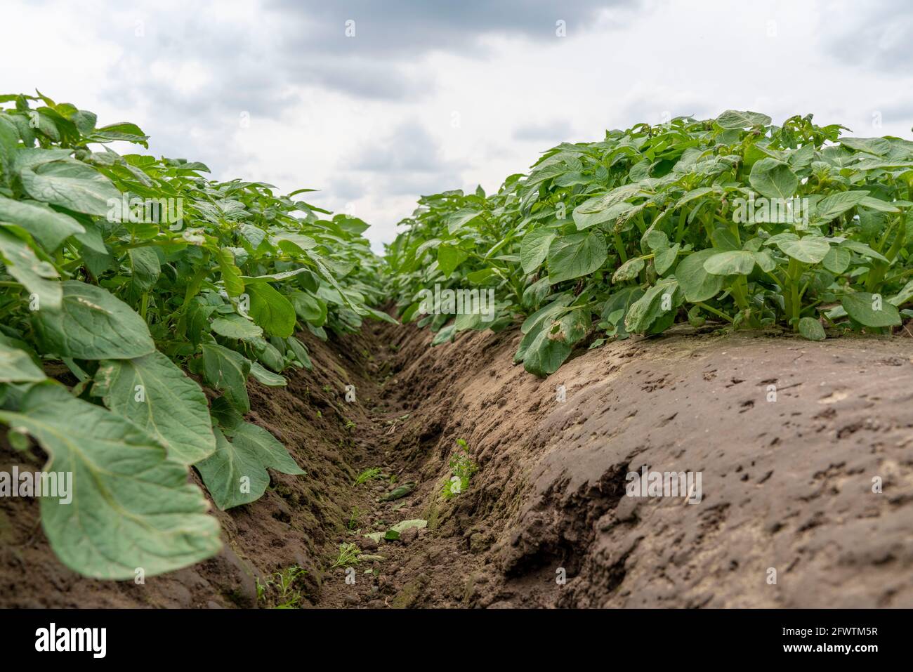 Campo di patate, creste di patate, patate primaticce, 6 settimane dopo la piantagione, ancora un buon 3 settimane fino al raccolto, NRW, Germania, Foto Stock