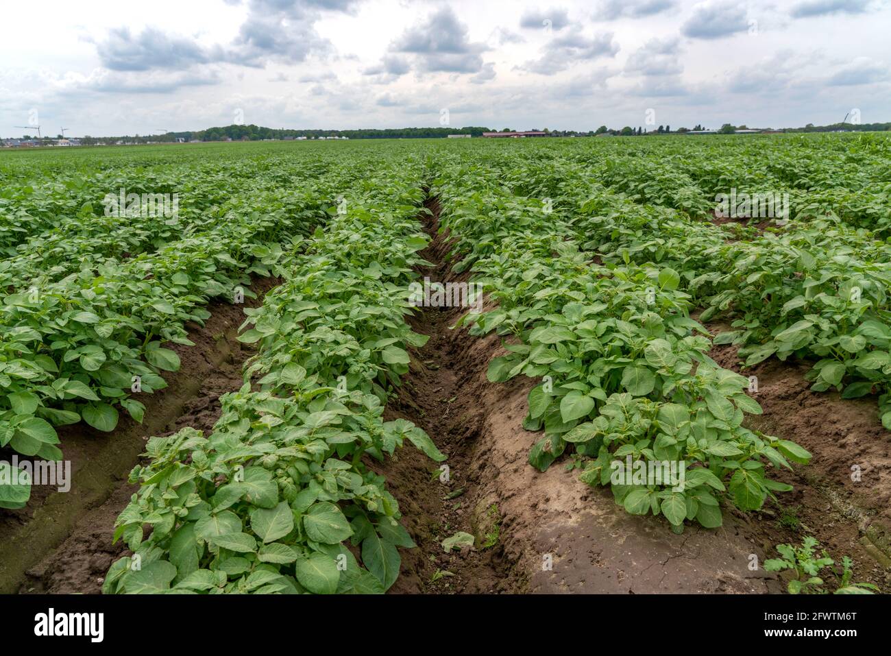 Campo di patate, creste di patate, patate primaticce, 6 settimane dopo la piantagione, ancora un buon 3 settimane fino al raccolto, NRW, Germania, Foto Stock