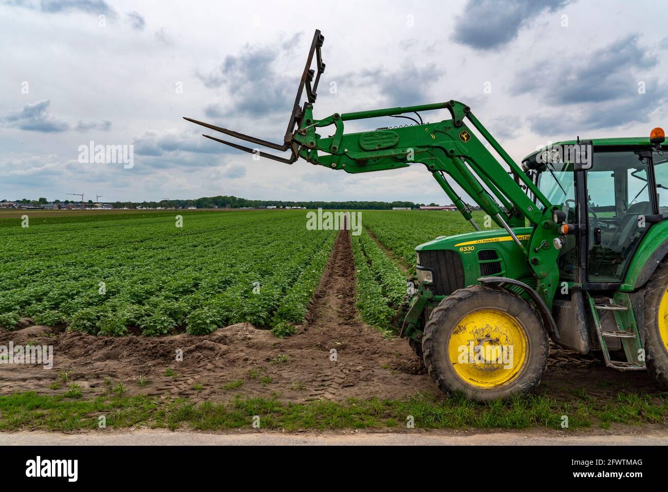 Campo di patate, creste di patate, patate primaticce, 6 settimane dopo la piantagione, ancora 3 settimane per raccogliere, trattore, NRW, Germania, Foto Stock