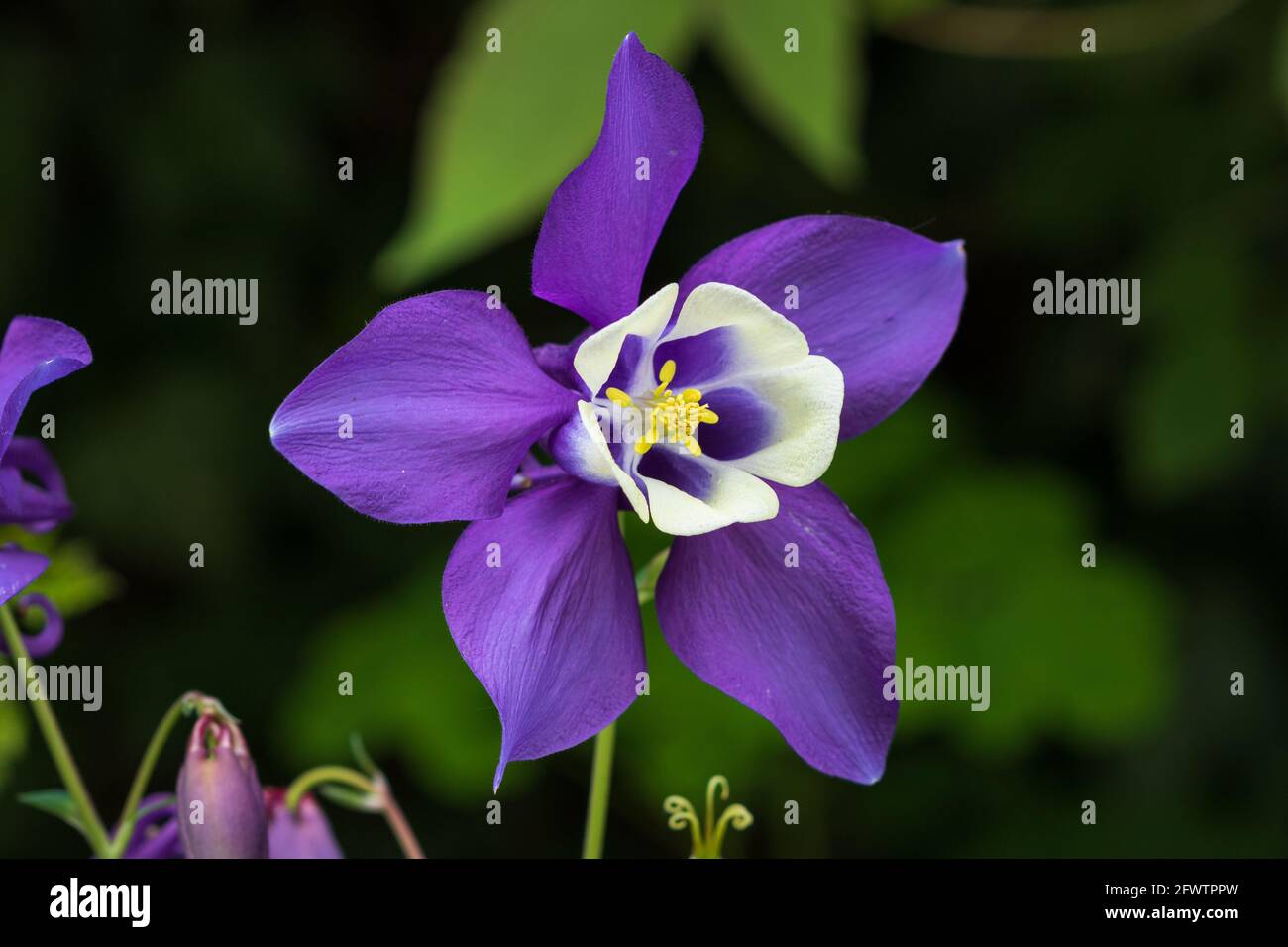 viola colombina fiore macro Foto Stock