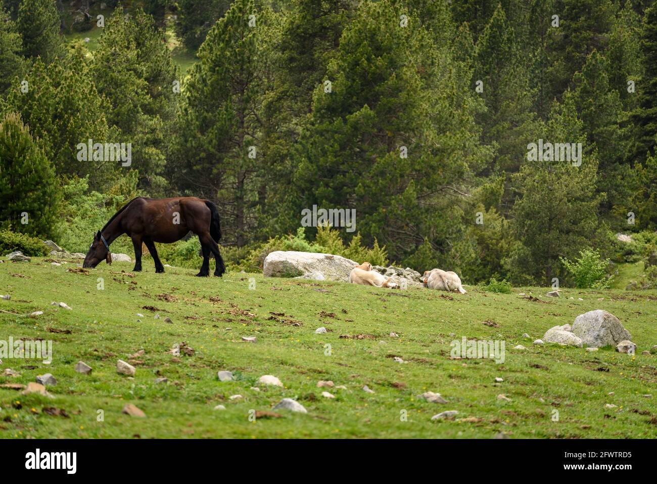 Vall de la Llosa, a la Cerdanya, particolare di mucche e cavalli in prati verdi in primavera (Cerdanya, Catalogna, Spagna, Pirenei) Foto Stock