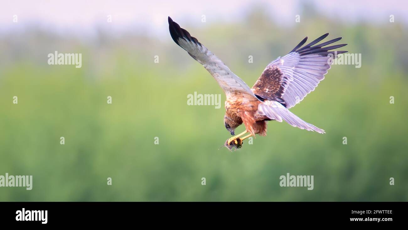 Il circo aeruginosus mentre cacciano la loro preda, la migliore foto. Foto Stock