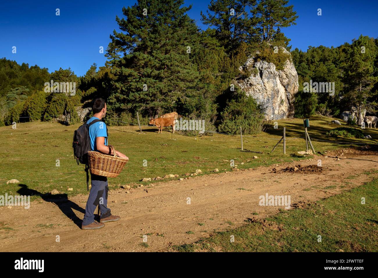 Passeggiate nel prato di Pla del Catllaràs, nella parte alta della catena Catllaràs (Berguedà, Catalogna, Spagna, Pirenei) Foto Stock