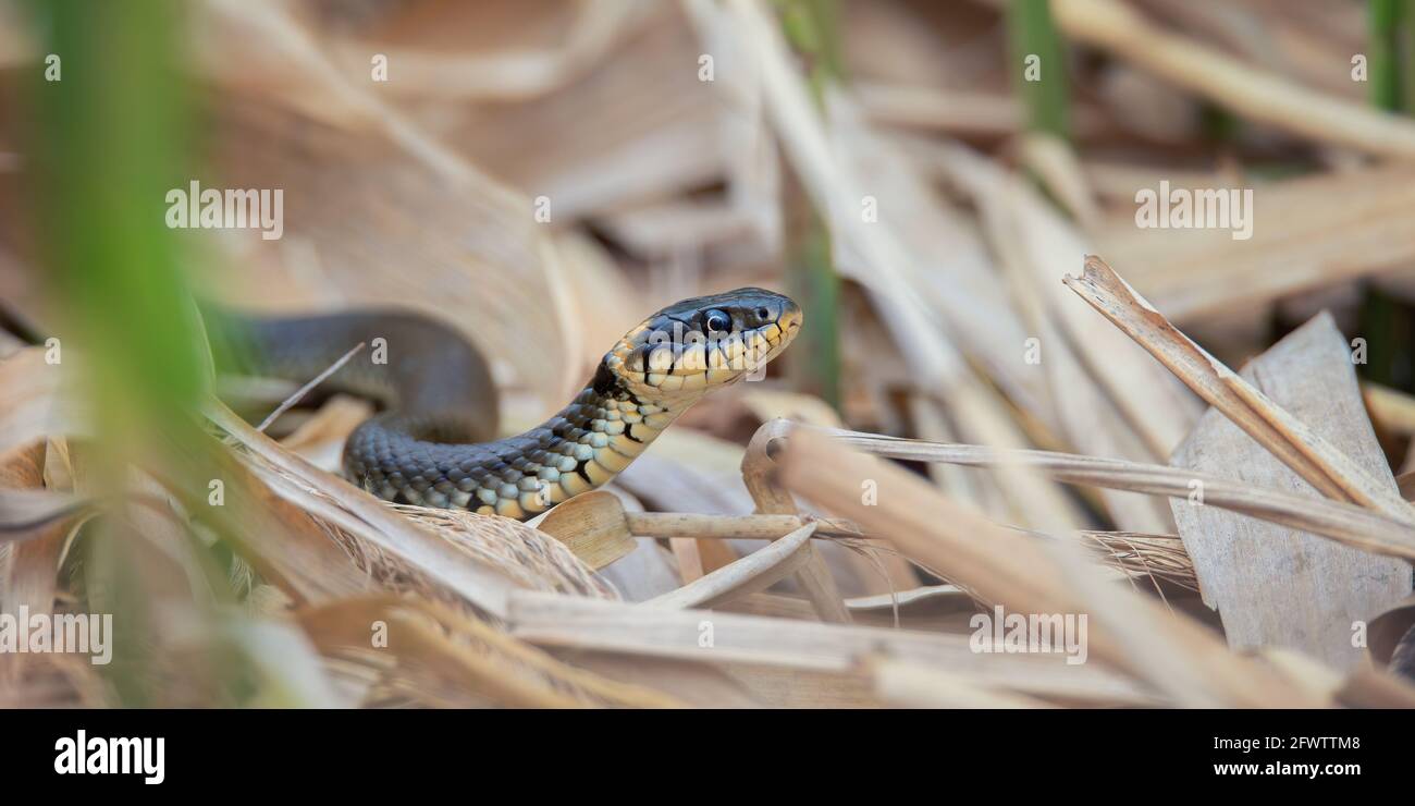 Il serpente d'erba Natrix natrix striscia nelle canne e cerca il cibo, la foto migliore. Foto Stock