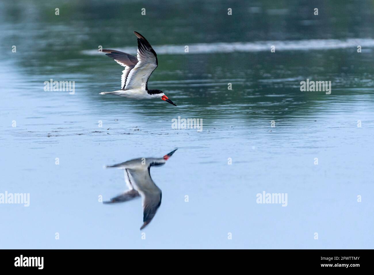 Rynchops niger Foto Stock