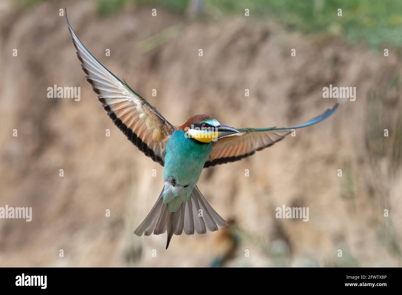 L'ape-mangiatore europeo in volo con uno sfondo verde Apiaster Merops volare Foto Stock