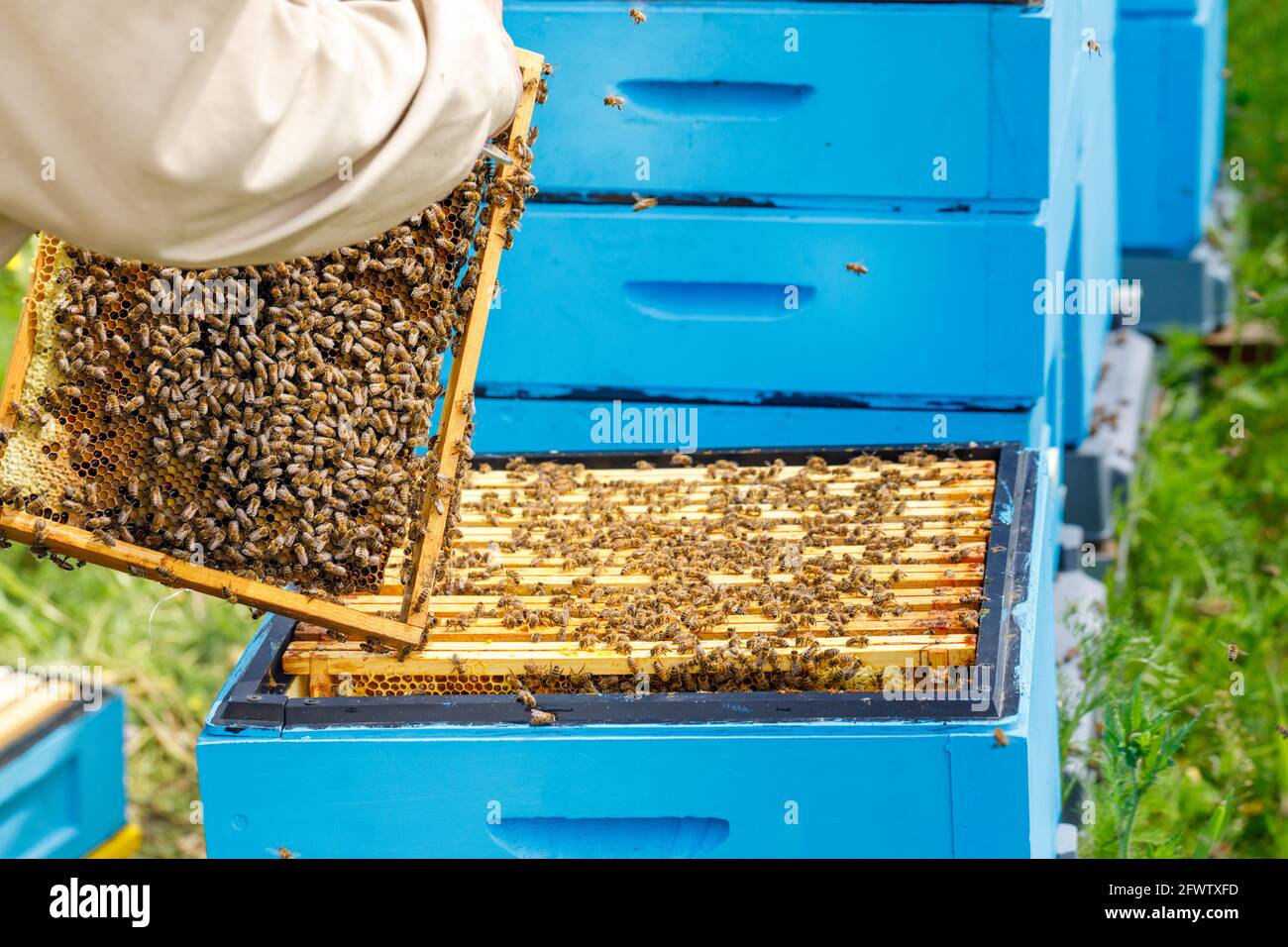 Nido d'ape rimosso dall'alveare, il lavoro di un apicoltore, produzione di  miele ecologico, allevamento di api Foto stock - Alamy