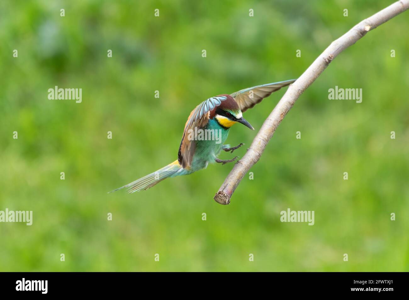 Atterraggio europeo degli uccelli del mangiatape sul ramo degli alberi Merops apiaster Foto Stock