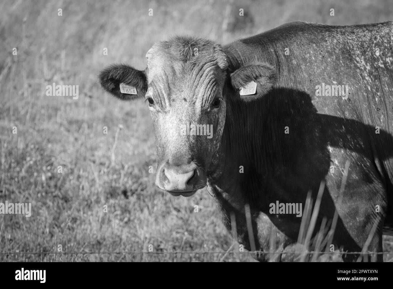 mucca singola su un prato Foto Stock