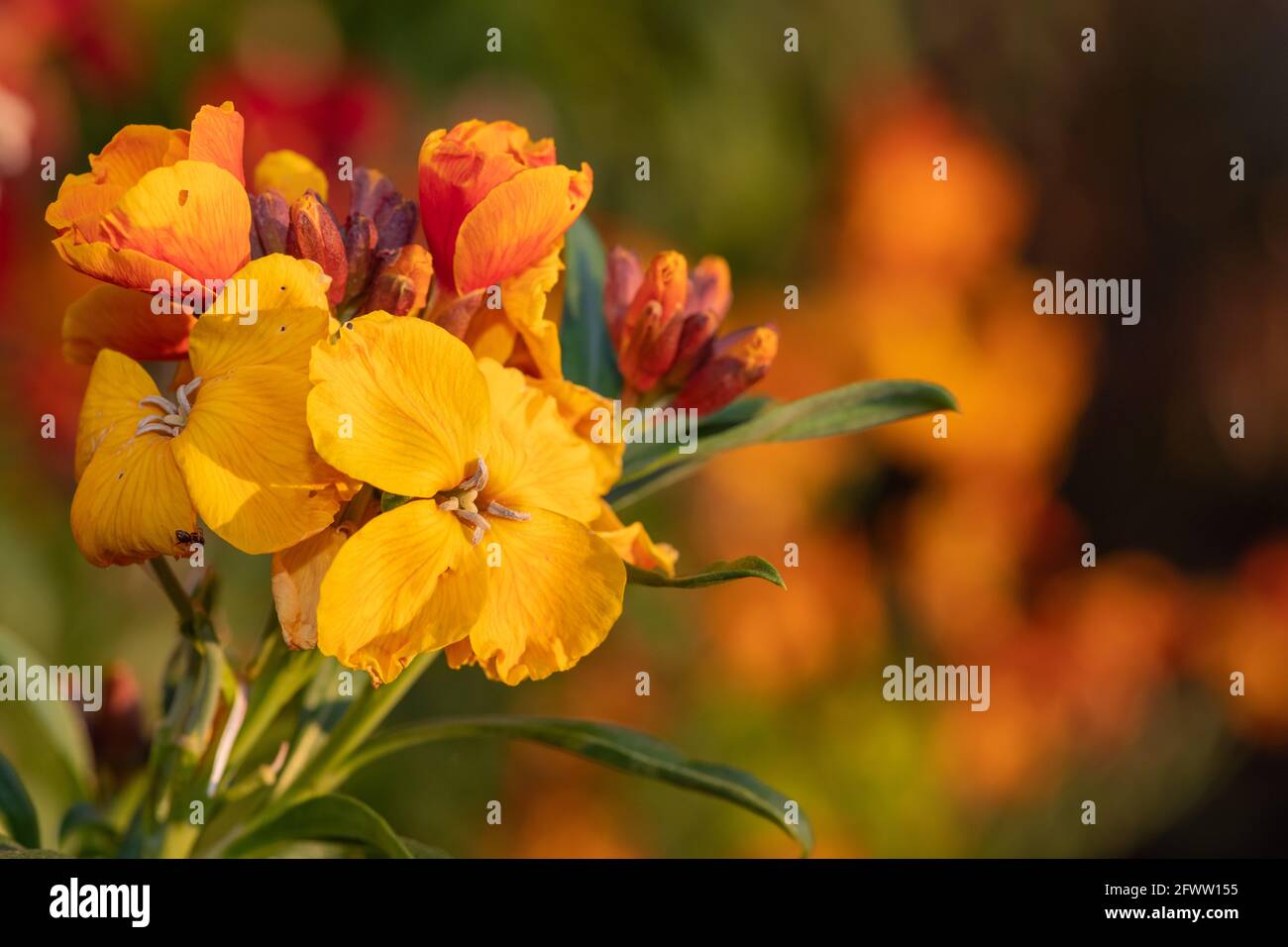 Primo piano di una pianta di fiori di campo (erysimum cheiri) in fiore Foto Stock