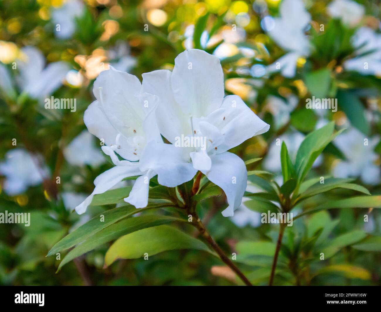 Sud Africa - 21-05-2021 immergersi nella tranquilla atmosfera dei Giardini di Arderne. Piante rigogliose e luoghi tranquilli per rilassarsi. Foto Stock