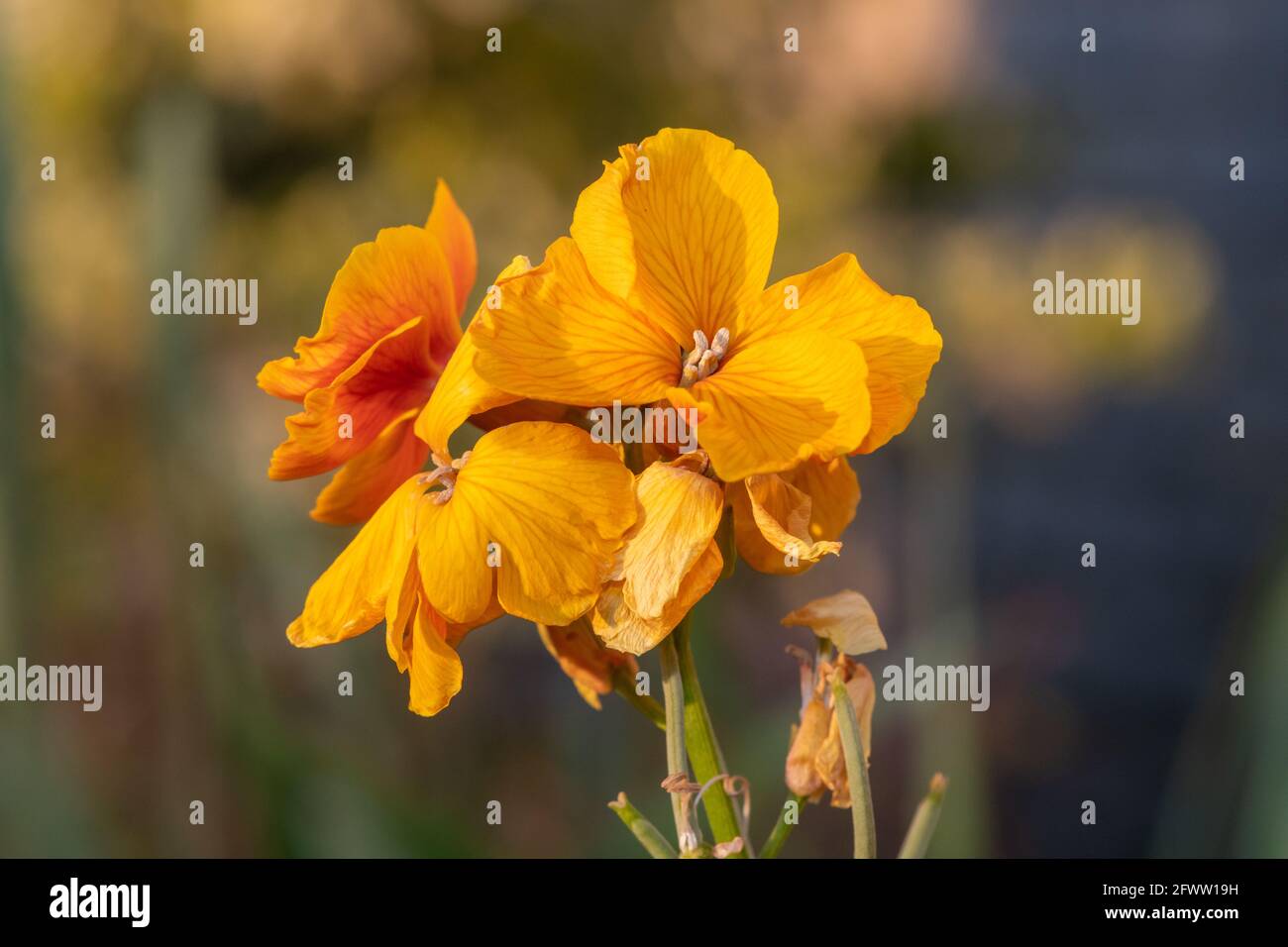 Primo piano di una pianta di fiori di campo (erysimum cheiri) in fiore Foto Stock