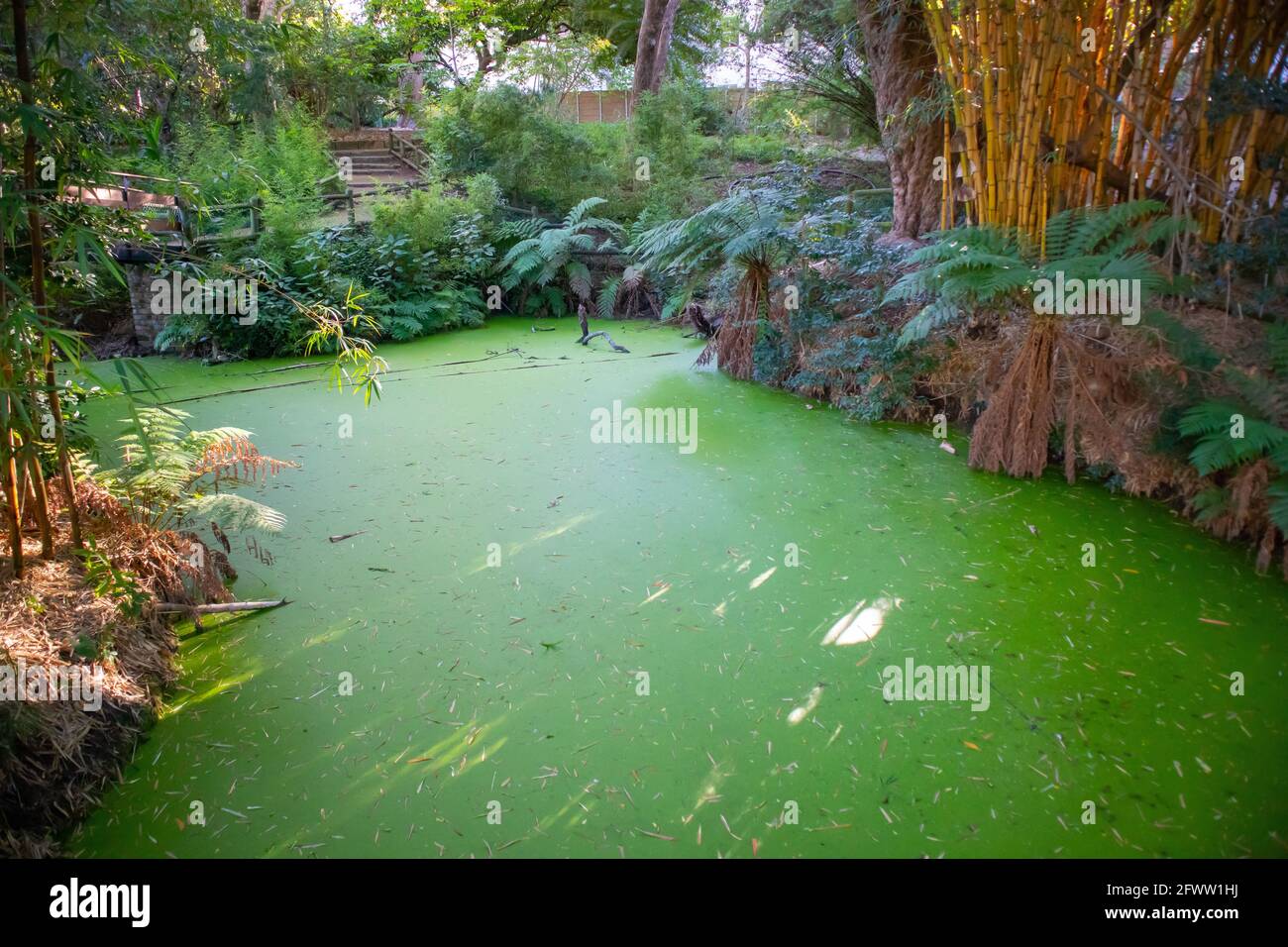 Sud Africa - 21-05-2021 immergersi nella tranquilla atmosfera dei Giardini di Arderne. Piante rigogliose e luoghi tranquilli per rilassarsi. Foto Stock