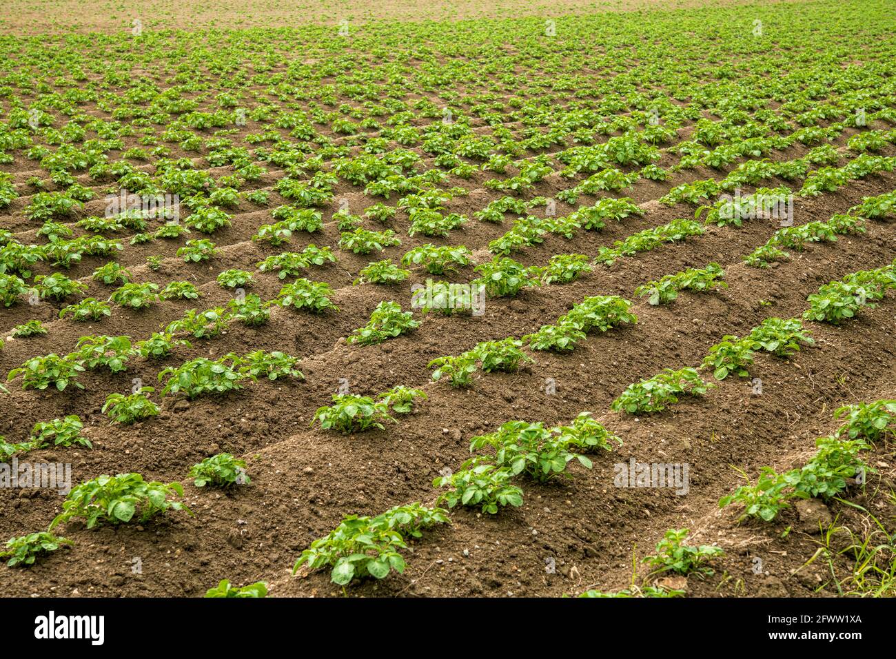 Le piante di patata nel campo sono già cresciute molto e sono perfettamente allineati Foto Stock