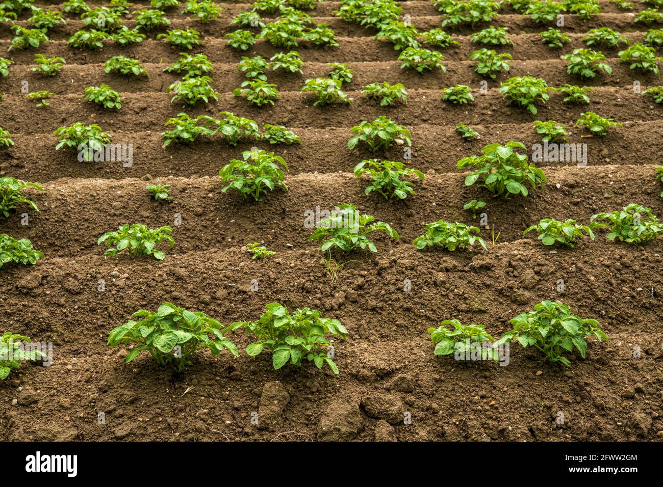 Le piante di patata nel campo sono già cresciute molto e sono perfettamente allineati Foto Stock