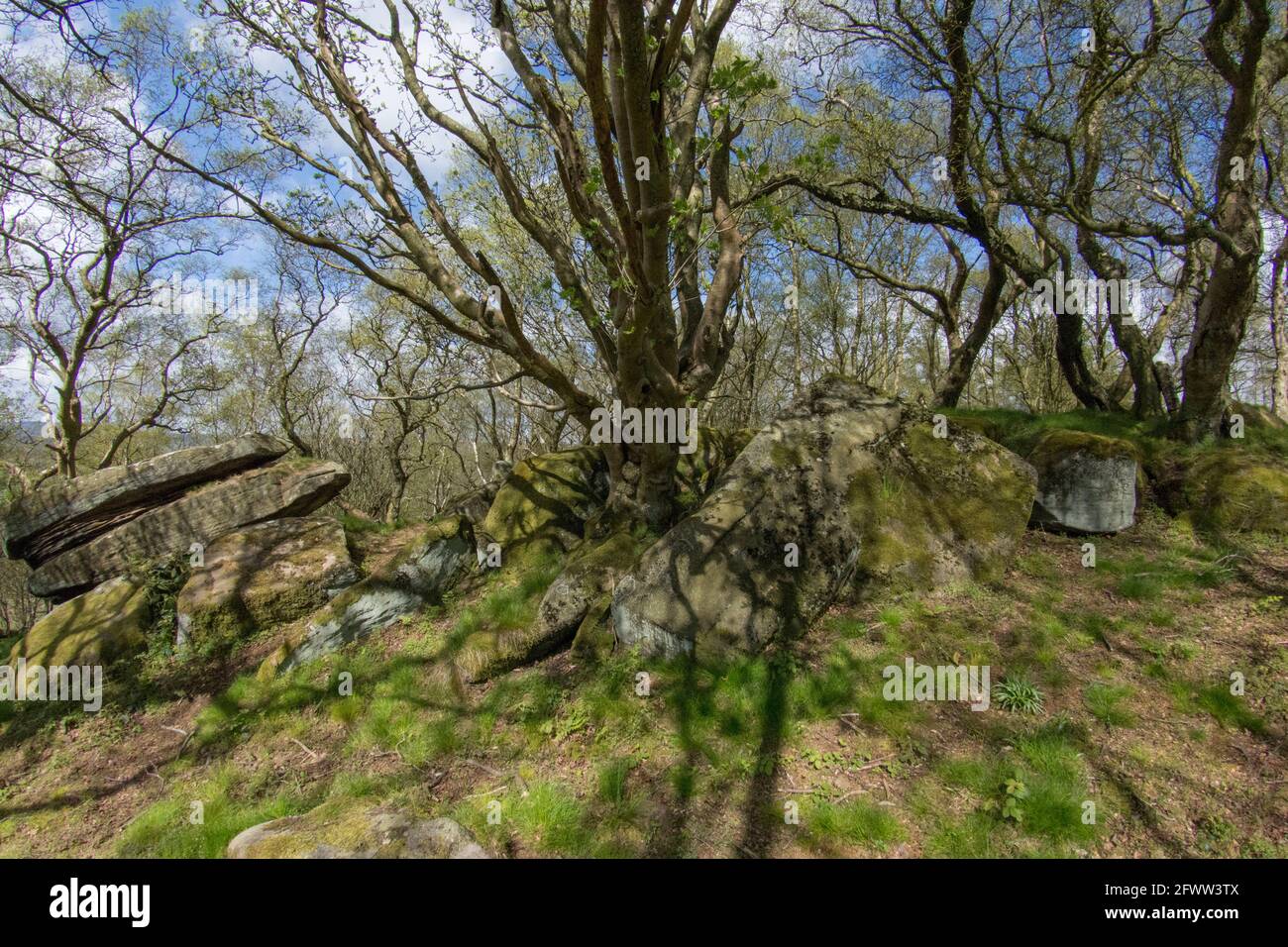 Alberi in primavera al Bromham Rocks National Trust, Regno Unito Foto Stock