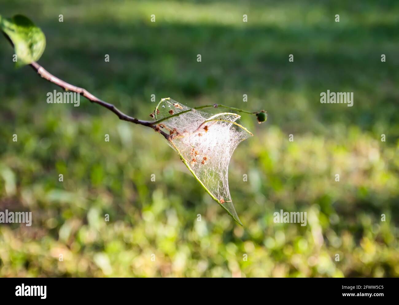Ragnatela sui rami dell'albero nel parco della molla fatto dell'insetto della falena dell'uccello. Foto Stock