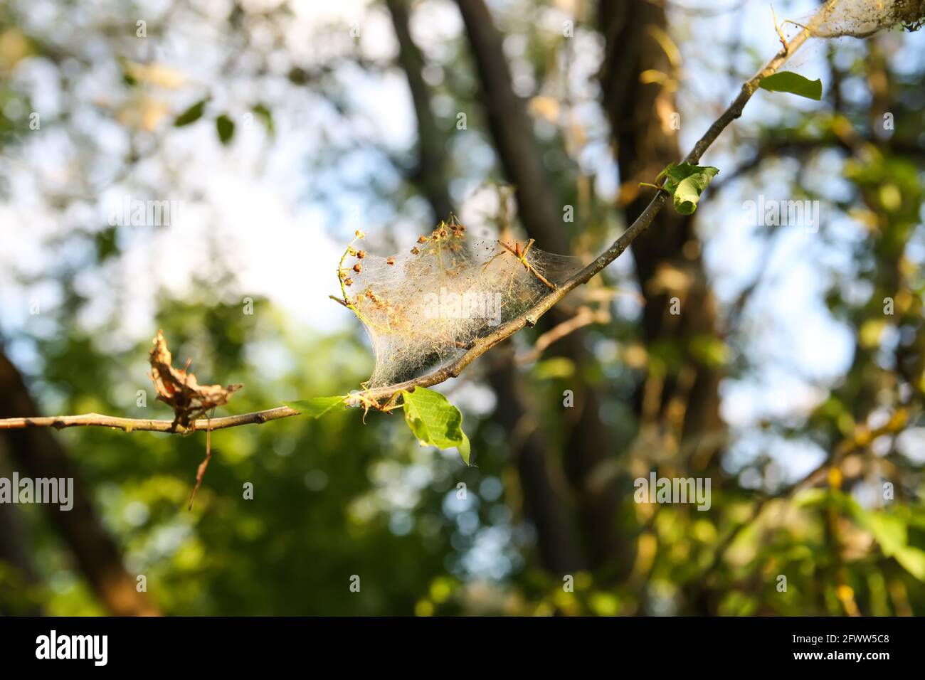 Ragnatela sui rami dell'albero nel parco della molla fatto dell'insetto della falena dell'uccello. Foto Stock