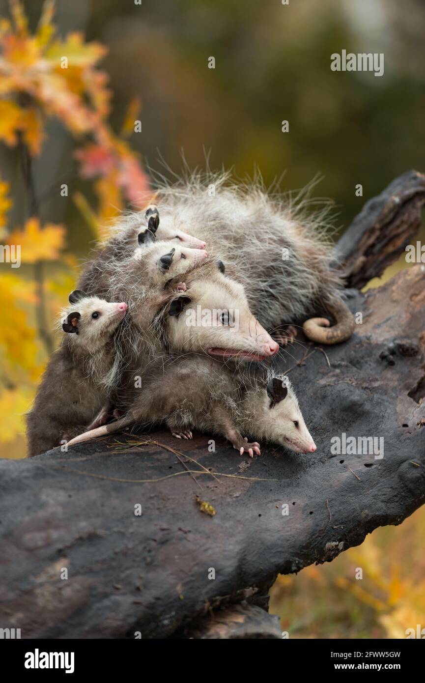 Virginia Opossum (Didelphis virginiana) Famiglia che guarda bene l'autunno - animale prigioniero Foto Stock