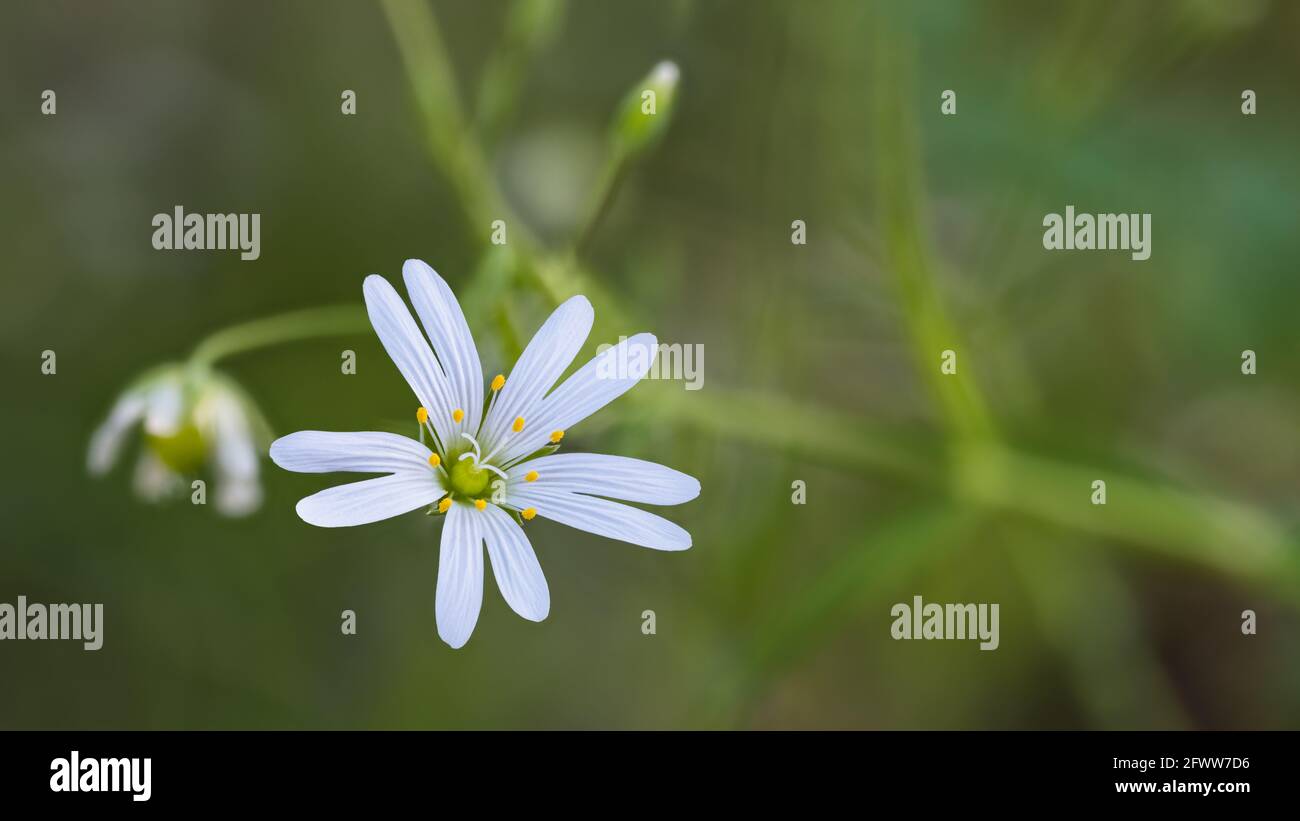 Fine piccolo fiore di erba-come Starwort sulla natura sfondo sfocato. Stellaria gramininea. Closeup di delicato fiore bianco con piccoli petali e resistenza. Foto Stock